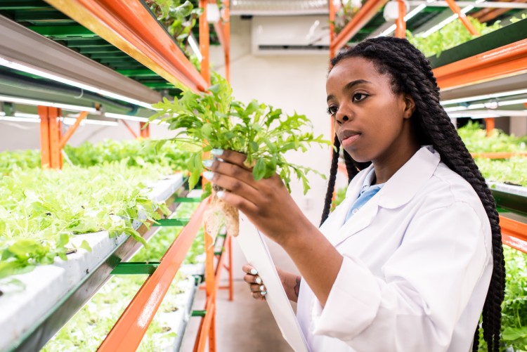 An agronomist studies a plant specimen.